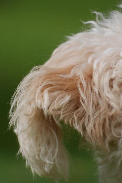 close up hairy